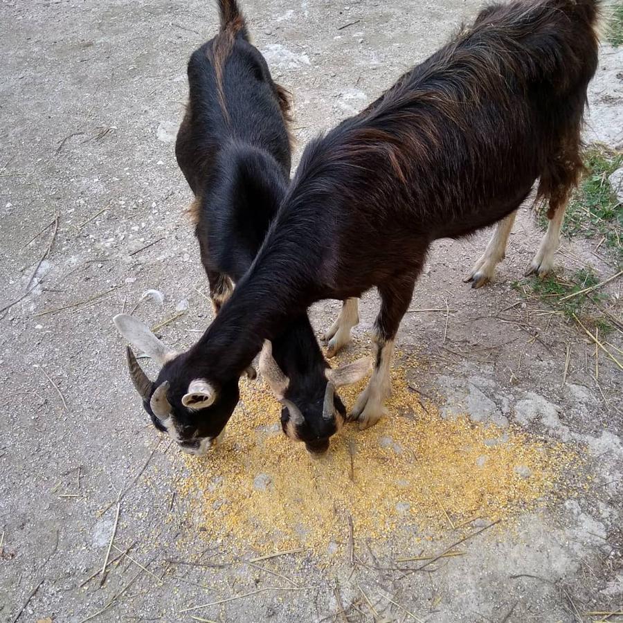 La Masseria Di Antonio E Teresina Colli a Volturno Екстер'єр фото